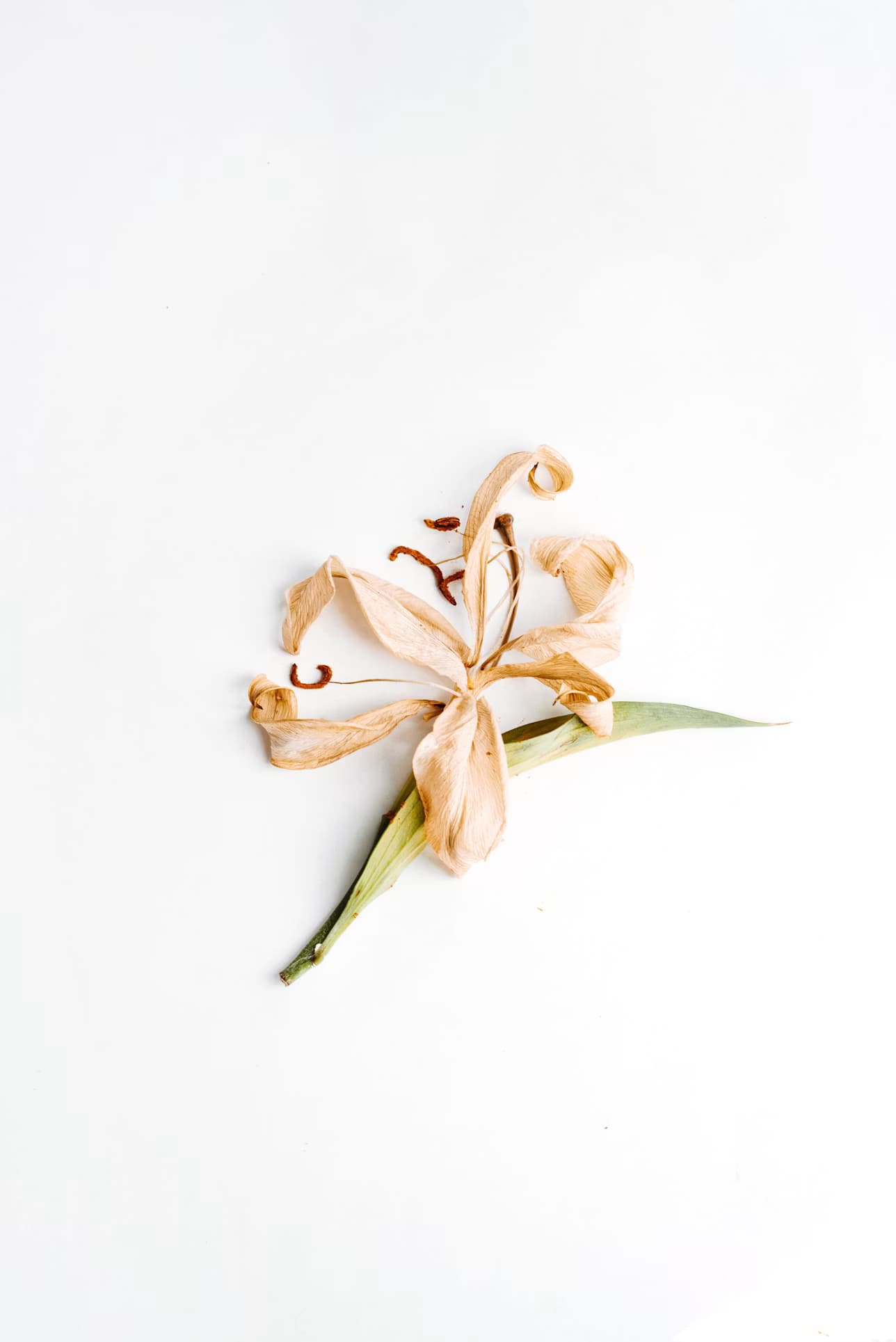 Vanilla Bean Paste